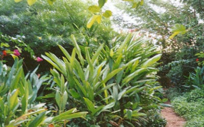 Wastewater Gardens International