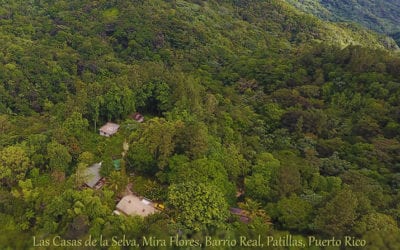 Ecotechnics Award Winning Sustainable Forestry Project, Heavily Damaged by Hurricane Maria