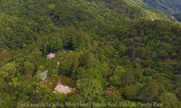 Ecotechnics Award Winning Sustainable Forestry Project, Heavily Damaged by Hurricane Maria