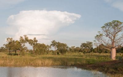 Birdwood Downs Changes Ownership | Expands R&D in Improved Pastures