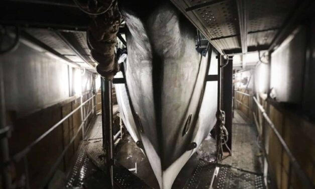 RV Heraclitus Hull Completion Campaign